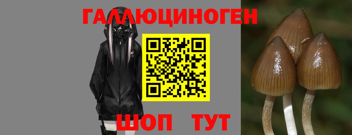 Галлюциногенные грибы мухоморы Светлоград